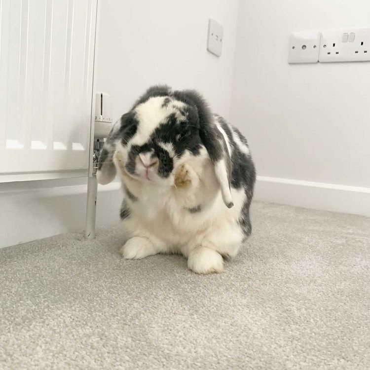 Rowhill - Chrome Silver