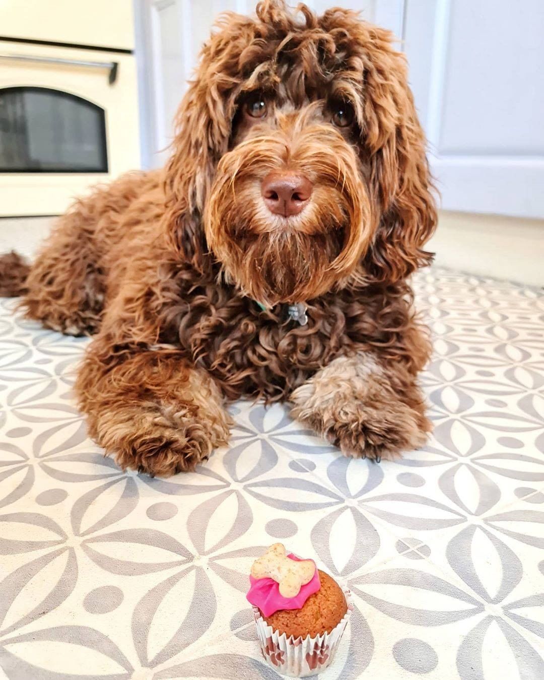 Tosca - Franca Multicoloured Kitchen