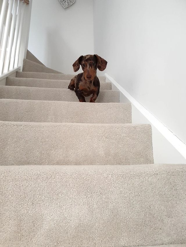 Eclipse - Antique White White Stairs