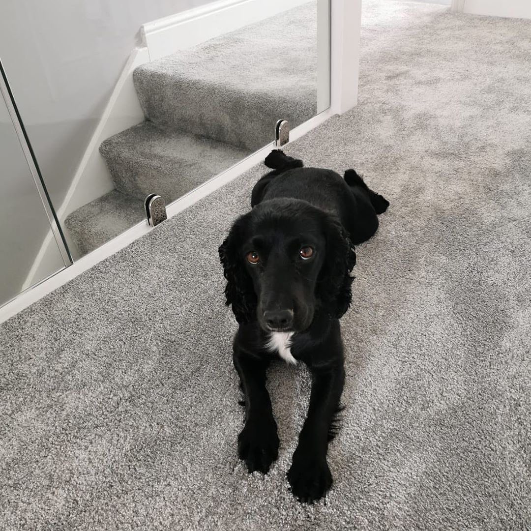 Casino Carpet Grey Stairs