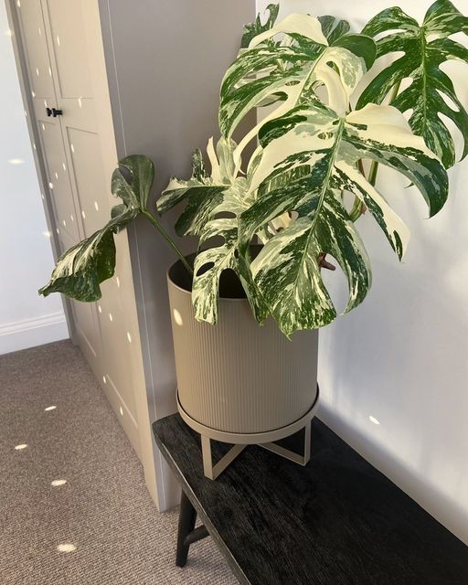 Morocco Carpet  Beige